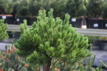 pine runners, coniferous seedlings for sale in a nursery, coniferous seedlings, landscape designの写真素材