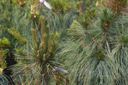 pine runners, coniferous seedlings for sale in a nursery, coniferous seedlings, landscape designの写真素材