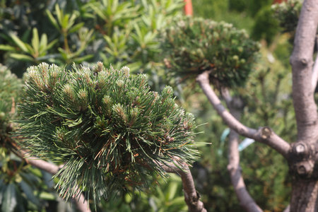 pine runners, coniferous seedlings for sale in a nursery, coniferous seedlings, landscape designの写真素材