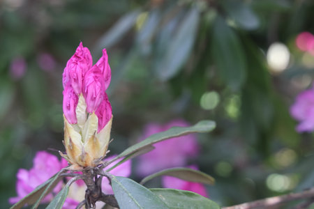 pink rhododendron smirnovii blooms, delicate flower, budの写真素材