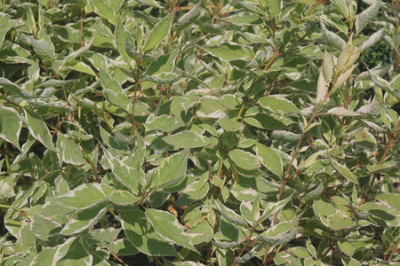 green leaves, background, white dogwood, grows in Siberia, white dogwood argenteomarginataの写真素材