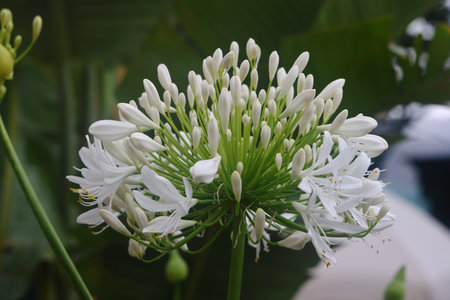 Agartus, openwork white flower, African lilyの写真素材