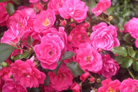 Lush flowering roses, pink flowers, pink floral backgroundの写真素材