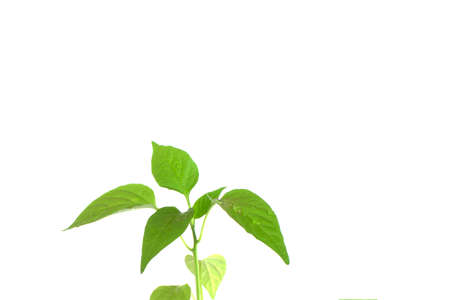pepper seedlings and potted cultivation and water dropsの写真素材