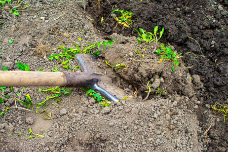 Dig garden. Spring preparation for the sowing concept