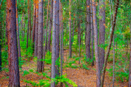 cedar forest and taiga in Siberia Russiaの写真素材