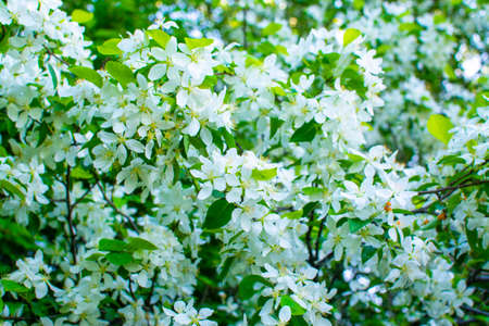 blossoming apple trees in Russiaの写真素材