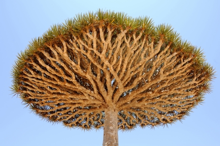 Yemen  Socotra island  Crown of Dragon treeの写真素材