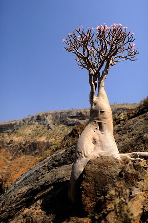 Yemen  Socotra island  Flowering bottle treeの写真素材