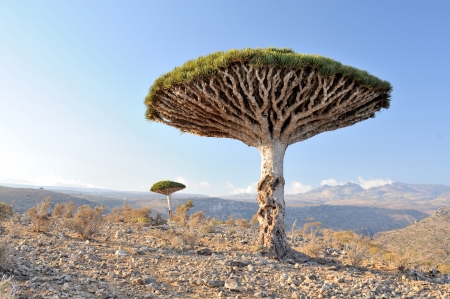 Yemen  Socotra island  Dragon tree in Dixamの写真素材