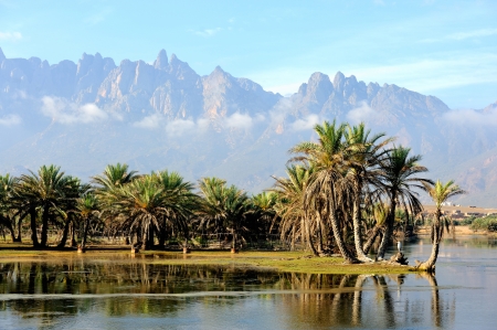 Yemen  Socotra island  Small oasisの写真素材