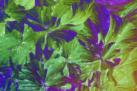 Micro Crystals in polarized Light