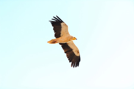 Flying Egyptian Vulture Neophron percnopterus in Socotra island, Yemen.の写真素材
