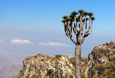 Yemen. Socotra island. Whimsical tree in Higghe mountains.の写真素材