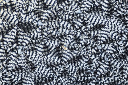 Colorful micro crystals in polarized light.の写真素材