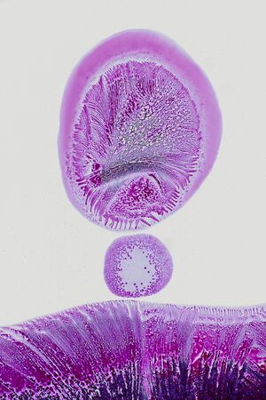 Colorful micro crystals in transmitted light.の写真素材