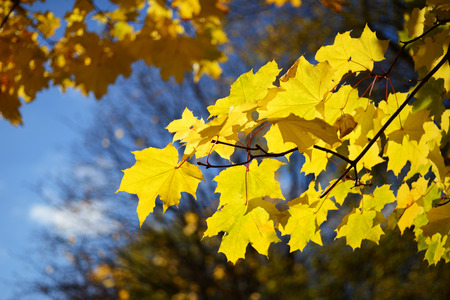 Autumn leaves background.