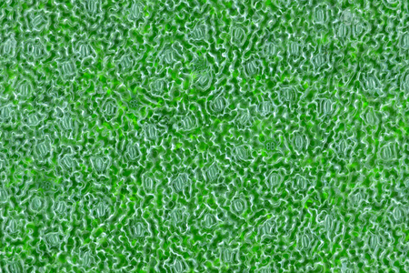 Extreme close-up of the surface of a plant leaf with stoma.の写真素材