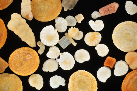 Extreme close-up of Foraminifera shells from coral sand. Hurgada, Egypt.の写真素材