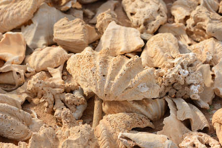 Fragments of corals and shells on the coast of the Red Sea in Egypt.