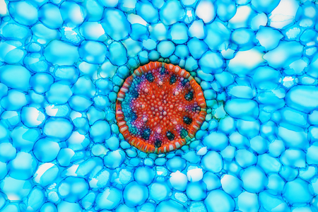 Cross section of a plant Phalaenopsis hybr. Histological specimen.の写真素材