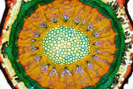 Cross section of a plant Berberis sp. Histological specimen.の写真素材