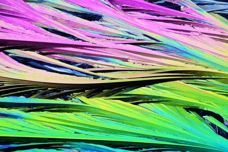 Photo through a microscope of crystals growing from a solution of Defenylamine in alcohol. Polarized...