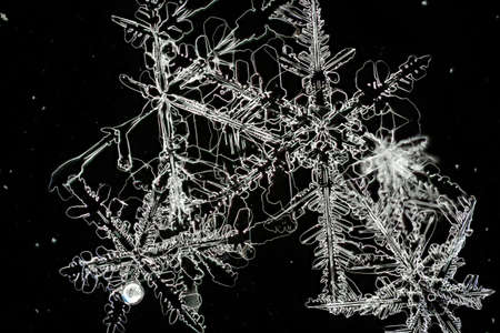 Extreme closeup of natural snowflakes.の写真素材