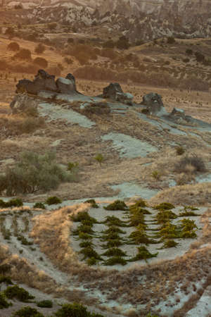 Grapes on the sun in Cappadocia valley, Turkey の写真素材