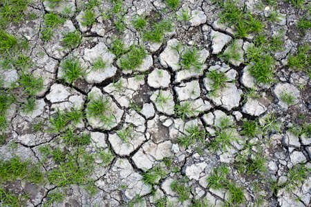 Green grass growing through the dry land.