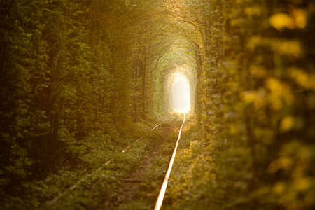 Natural tunnel of love formed by trees in Ukraine, Klevan の写真素材