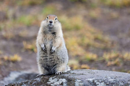 Ground squirrel looking for food in kamchatka, Russia.