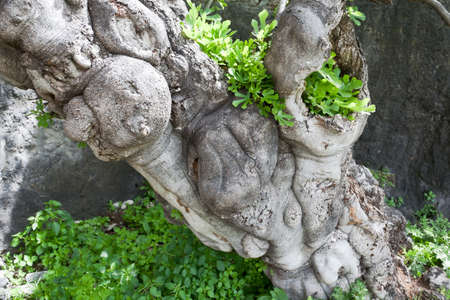 Old tree with strange forms in Turkey.の写真素材