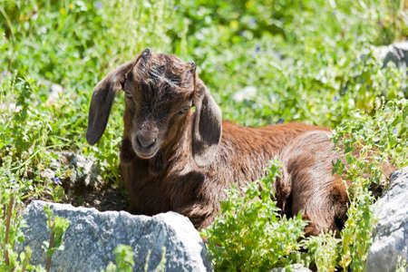 Little goat relaxing on a green grass の写真素材