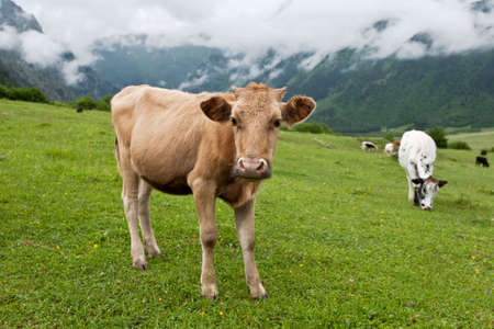 Meadow with cows in high mountains, Georgia.の写真素材
