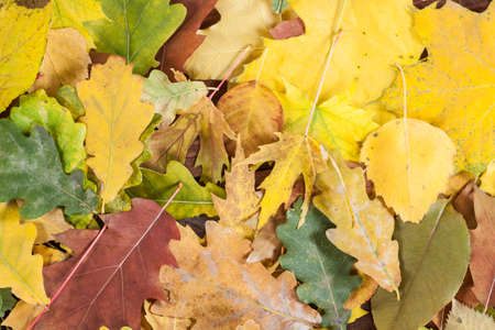 Abstract background of autumn leaves. Autumn background.の写真素材