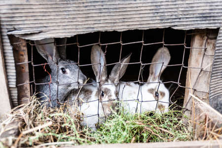 Rabbits on animal farm in rabbit-hutch.の写真素材