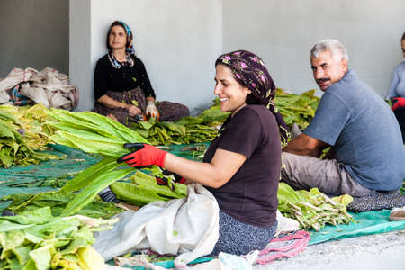 Adiyaman, Turkey - September 17, 2011: An unknown people processed tobacco leaves to create first-class cigarettes and cigars, all workers are Kurdish nationality, and they wear their national clothes.のeditorial素材