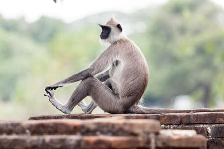 Tufted gray langur monkey in Anuradhapura, Sri Lanka, Asia.の写真素材