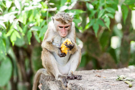 Macaca sinica on the rocks of the Golden Temple, Dambulla. Endemic monkey in Sri Lanka.の写真素材