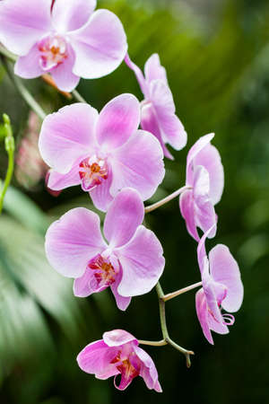 Flowering orchids at Kings Botanical Garden in Peradeniya, Kandy, Sri-Lanka.
