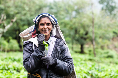 Ella, Sri Lanka - January 25, 2017: Woman from Sri lanka picking tea leaf on tea plantation at Ella.のeditorial素材