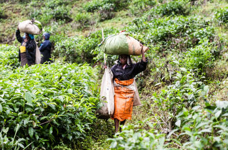 Ella, Sri Lanka - January 25, 2017: Woman from Sri lanka picking tea leaf on tea plantation at Ella.のeditorial素材