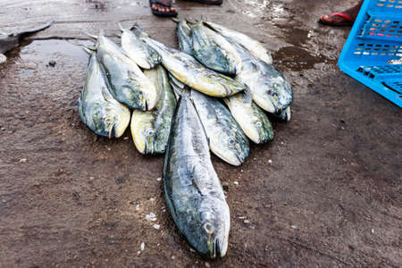 Fresh raw fish at market in Sri Lanka.の写真素材