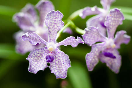 Flowering orchids at Kings Botanical Garden in Peradeniya, Kandy, Sri-Lanka.
