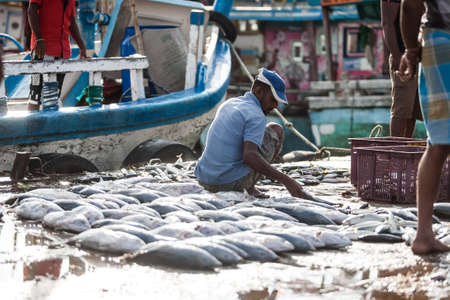 Tangalle, Sri Lanka - January 31, 2017: Crowds of people on fish market. People buying and selling fresh raw fish.のeditorial素材
