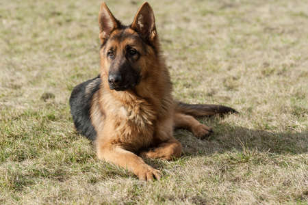 German shepherd dog sitting on grass in parkの写真素材
