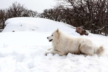 Samoyed dog full of joy in high mountains.