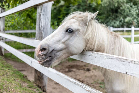 Horses at horse farm. Country landscape.の写真素材