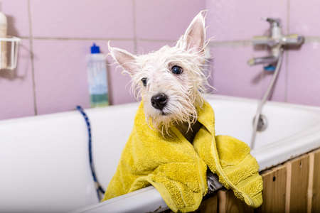 Woman groomer working in salon, washing dog.